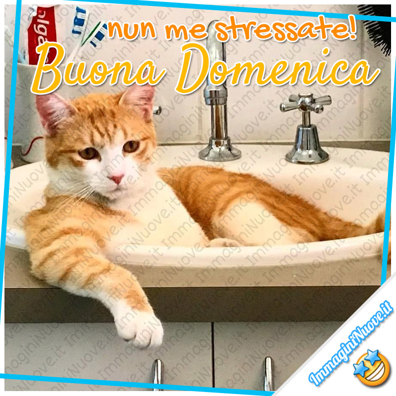 "nun me stressate! Buona Domenica" (immagini divertenti)