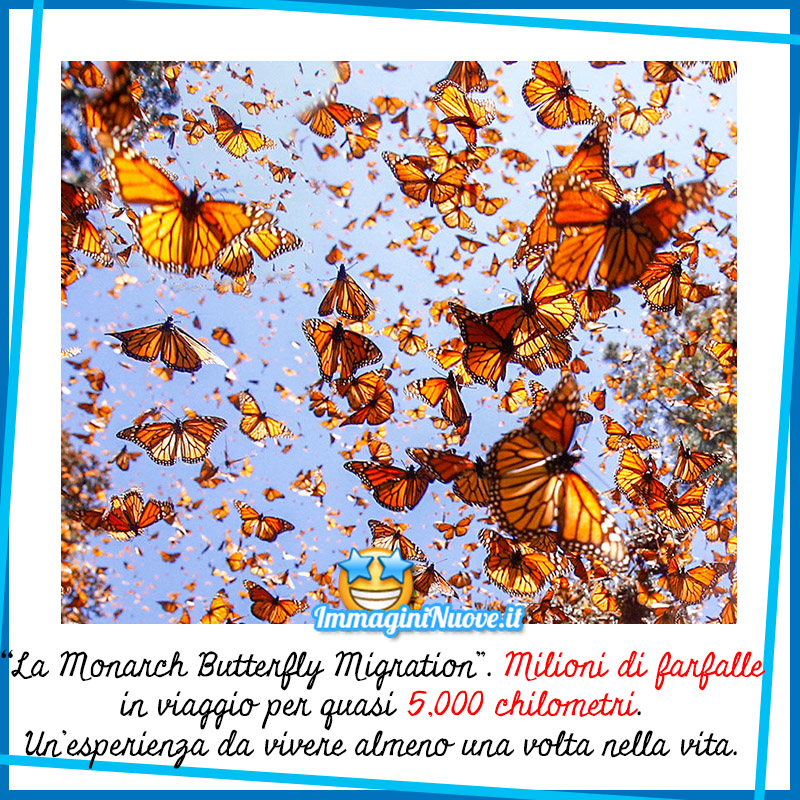 La "Monarch Butterfly Migration". Milioni di farfalle in viaggio per quasi 5.000 chilometri.. Un'esperienza da vivere almeno una volta nella vita.