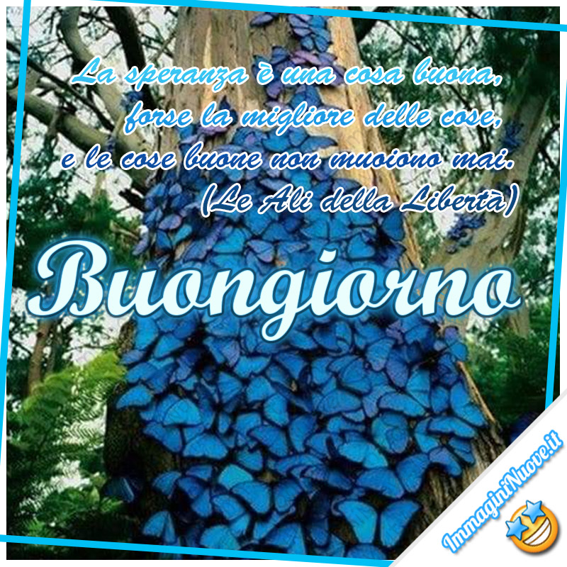 Buongiorno speranza - "La speranza è una cosa buona, forse la migliore delle cose, e le cose buone non muoiono mai." (Le Ali della Libertà)